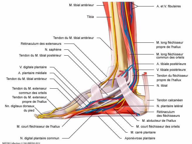 structure du pied composé de 26 os 
